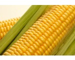 Початок Кукурузы